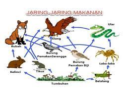 Buatlah Satu Contoh Jaring Jaring Makanan Minimal 10 Organisme Yang Terlibat Di Dalamnya Di Bantu Brainly Co Id
