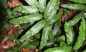 Image result for Thelypteridaceae