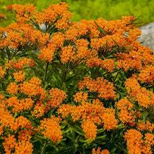 Image result for Asclepias palustris