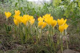 Special characteristics the autumn crocus contains a variety of diverse alkaloids.: Herbstzeitlose Autumn Timeless Colchicum Autumnale Yellow Blossom Bloom Flower Feather Pasture Pikist