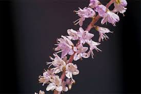 Image result for Tetradenia galpinii
