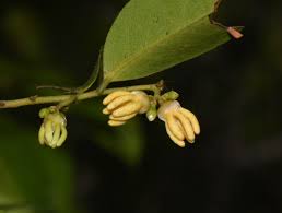 Image result for Artabotrys monteiroae