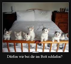 Das haben wir ihr auch konsequent mit wasserspritze und lautem „nein gezeigt. Durfen Wir Bei Dir Im Bett Schlafen Katzen Lustige Spruche Lustige Katzenbilder Baby Katzen