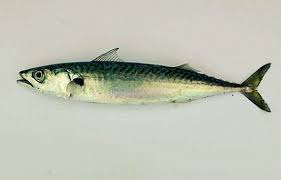 We did not find results for: Mackerel Wiktionary