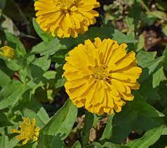 The bitterness and acidic nature of cucumber peels help deter these pollinators. 5 Flowers That Don T Attract Bees In Provo Ut Lawnstarter