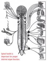 The ear organs of hearing and balance anatomical chart illustrates ear anatomy including right auricle, right tympanic membrane, middle ear, auditory ossicles using low back pain guidelines from the american pain society and american college of physicians as a key reference, this chart explains. Lowbackpain Anselmi Chiropractic Edmond Assc