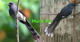 Tujuannya agar air terhindar dari. Perbedaan Burung Murai Air Dan Kacer Air Tips Dan Bisnis Seputar Burung