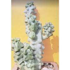 The lack of spines has made this plant endangered in nature, as it has no natural defense against desert animals. Pachycereus Schottii Monstrosus Totem Pole Cactus Care Guide Succulent Plant Care