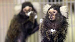 2021 prices for finkey monkeys: Why Are U S Neuroscientists Clamoring For Marmosets Science Aaas