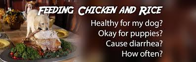 Rice is a carbohydrate and we know dogs have little nutritional requirement for carbohydrates in their diet. Can Dogs Eat Rice And Chicken Everyday Care4dogs
