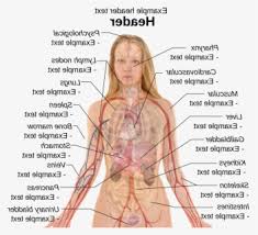 The circulatory system includes the heart, veins and arteries. Clip Art Internal Body Parts Right Side Female Anatomy Organs Free Transparent Clipart Clipartkey