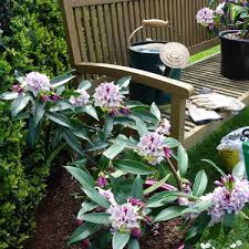 Free delivery and returns on ebay plus items for plus members. Go Gardening Helping New Zealand Grow Garden Inspiration Tips And Advice From The Expert