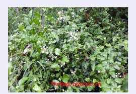 Image result for Plumbago zeylanica