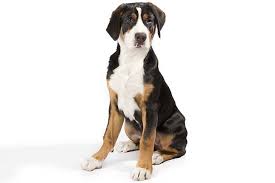 They should have access to a securely fenced yard, but when the cost of a greater swiss mountain dog puppy varies depending on the breeder's locale, whether the pup is male or female, what titles his parents. Greater Swiss Mountain Dog Dog Breed Information