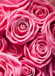 Pin By Sonia Bearlove On Flower Tutu Rose Flower Wallpaper Flower Background Iphone Rose Background