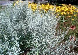 Image result for Artemisia sp.no.1