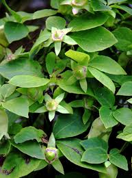 Image result for Acalypha lanceolata