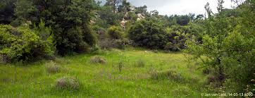 Image result for Chironia laxiflora