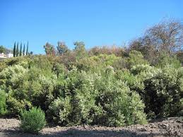 Coyote Brush Or Bush Is This Plant A Blessing Or Curse California Native Plants Low Water Gardening Wild Plants