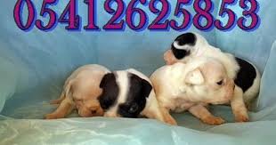 Satilik Fransiz Bulldog Bulldog Yavrulari Bulldog Fransiz Bulldog