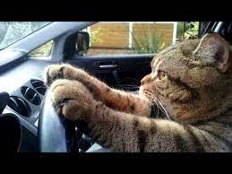 Never Trust Your Cat Funny Cat Video Youtube