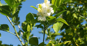 Check spelling or type a new query. Florida State Flower The Orange Blossom Proflowers Blog