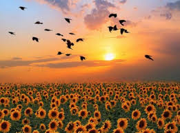 Sunflower field in the sunset. Sunflower Sunset Sunsets Nature Background Wallpapers On Desktop Nexus Image 2106781
