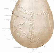 A fairly rigid joint between two or more hard elements, such as the bony plates of the skull. Coronal Suture Between The Frontal Bone Anterior And The Parietal Bones Lambdoidal Suture Between The Parietal Bones And Occipital Skeletal System Sutures