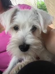 Black And White Mini Schnauzer Puppies White Miniature Schnauzer Oliver Schnauzer White Miniature Schnauzer Miniature Schnauzer