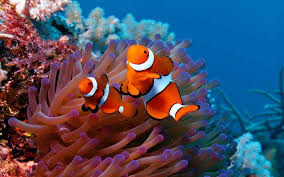 Check spelling or type a new query. Terkenal Karena Film Finding Nemo Ini 5 Fakta Unik Ikan Badut