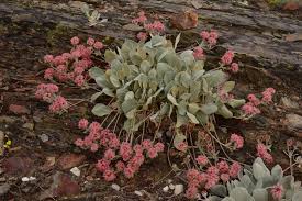 Image result for Eriosema monticola