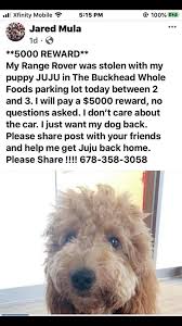 Ramendoodles labradoodle & goldendoodle puppies, jackson, georgia. 5 000 Reward Stolen Miniature Georgia Poodle Rescue Facebook