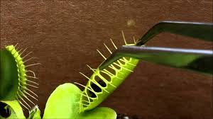 Venus flytrap keeping guide | the list of linkslink list (self.venusflytraps). Jaws Wayne Schmidt S Venus Flytrap Page