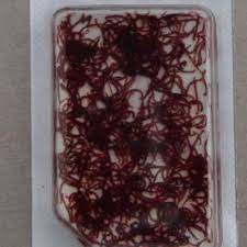 Acheter Vers De Vase Vivants Sur La Boutique Fishfish Achat En Ligne Et Livraison Rapide