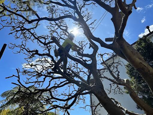 North Sydney Council Tree Removal: 2026 Rules Guide