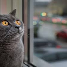 Ruyada Evde Kedi Gormek Ne Anlama Gelir Neye Isarettir Ruya Tabirleri