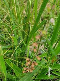 Image result for Ocimum filamentosum