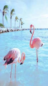 Iphone And Android Wallpapers Flamingo Bird Wallpaper For Iphone And Android Flamingo Pictures Bird Wallpaper Animals