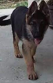 A sable german shepherd is one with different bands of color on one hair shaft. Pin On Cuccioli