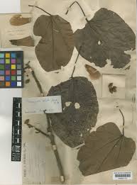 Image result for Pterygota