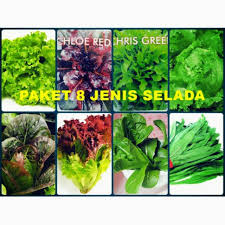 Ulasan mengenai jenis jenis dan cara menanam tanaman hidroponik yang bisa anda coba sendiri dirumah daftar isi. Bibit Selada Paket 8 Jenis Lettuce Hemat Hidroponik Shopee Indonesia
