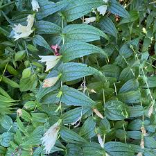 Image result for Gentiana asclepiadea alba