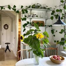 If you're looking for the best plants for the shade and. The Easiest Indoor Vine Plants To Get That Jungle Look At Home Sozy