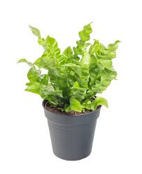 Image result for sleziník Asplenium