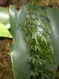 Image result for Hymenophyllaceae
