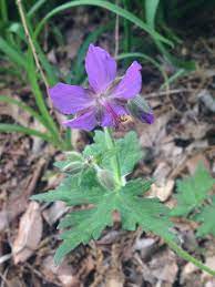 5 21 エゾグンナイフウロ 蝦夷郡内風露 エゾグンナイフウロは 一見すると やはり北海道に分布するチシマフウロによく似ているのですが 葉の表面に毛が密生するチシマフウロと違って 葉に毛があるのは裏の葉脈の上だけで 表面はツルツルとしています また 茎に