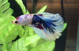 The fin coloration then progresses to a delicate clear/white coloration. Drat It The Betta Takeover Continues