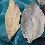 Image result for Celtis zenkeri