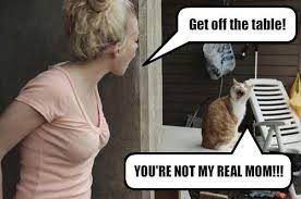 Get Off The Table Cat Funny Photos Real Mom Cats