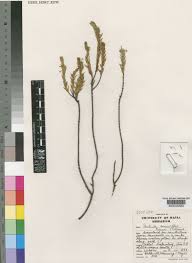 Image result for Struthiola thomsonii